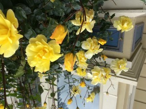 The fragrant roses on Prosper Street